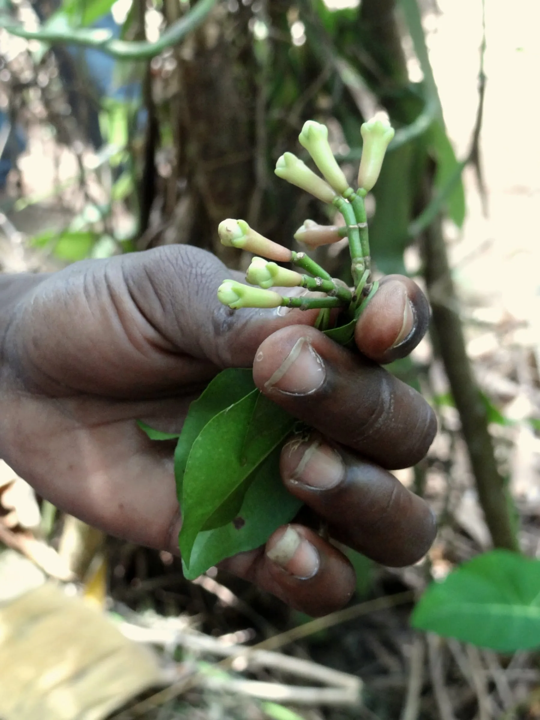 Kuncup cengkeh segar di tangan petani
