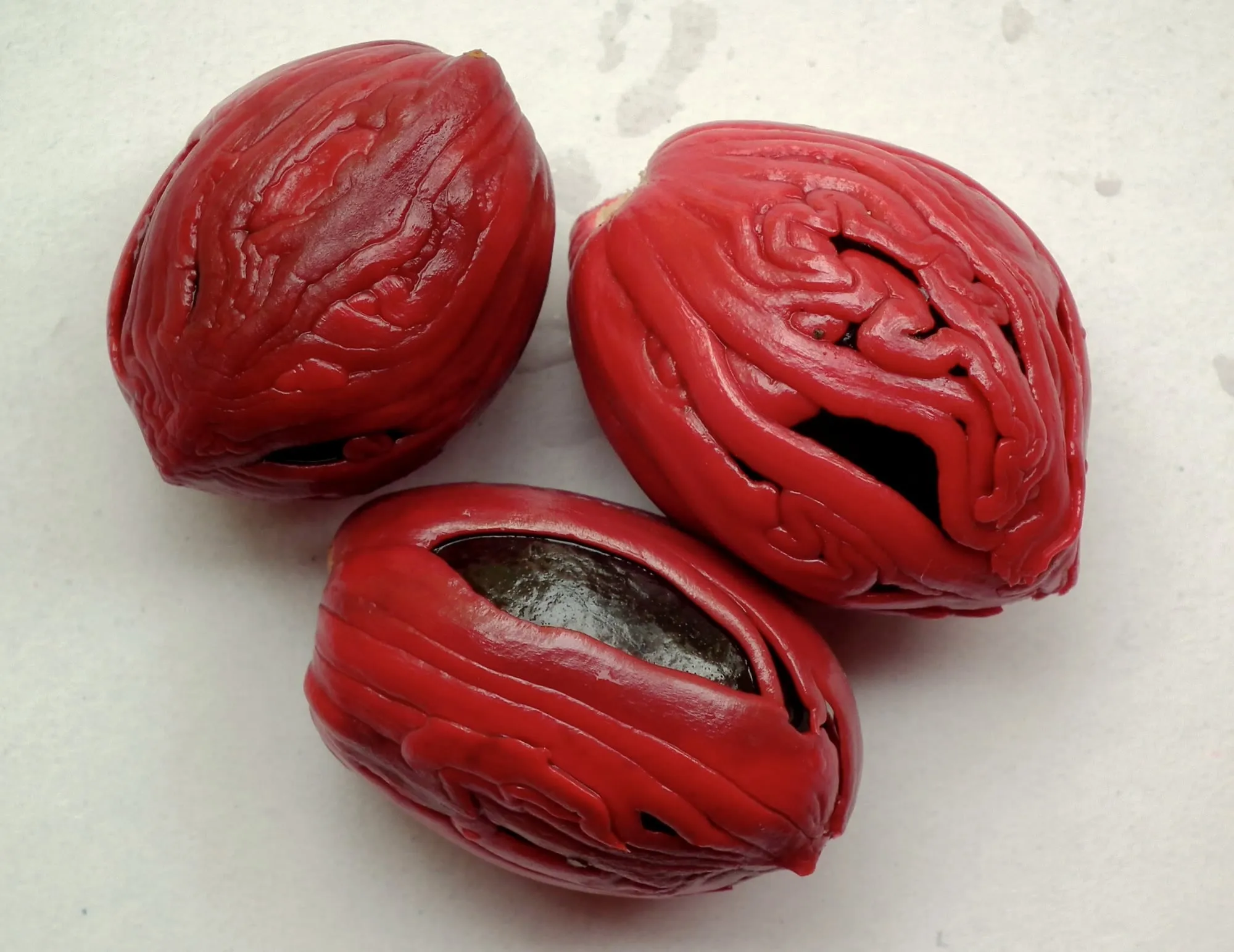 Biji pala yang terbungkus fuli merah